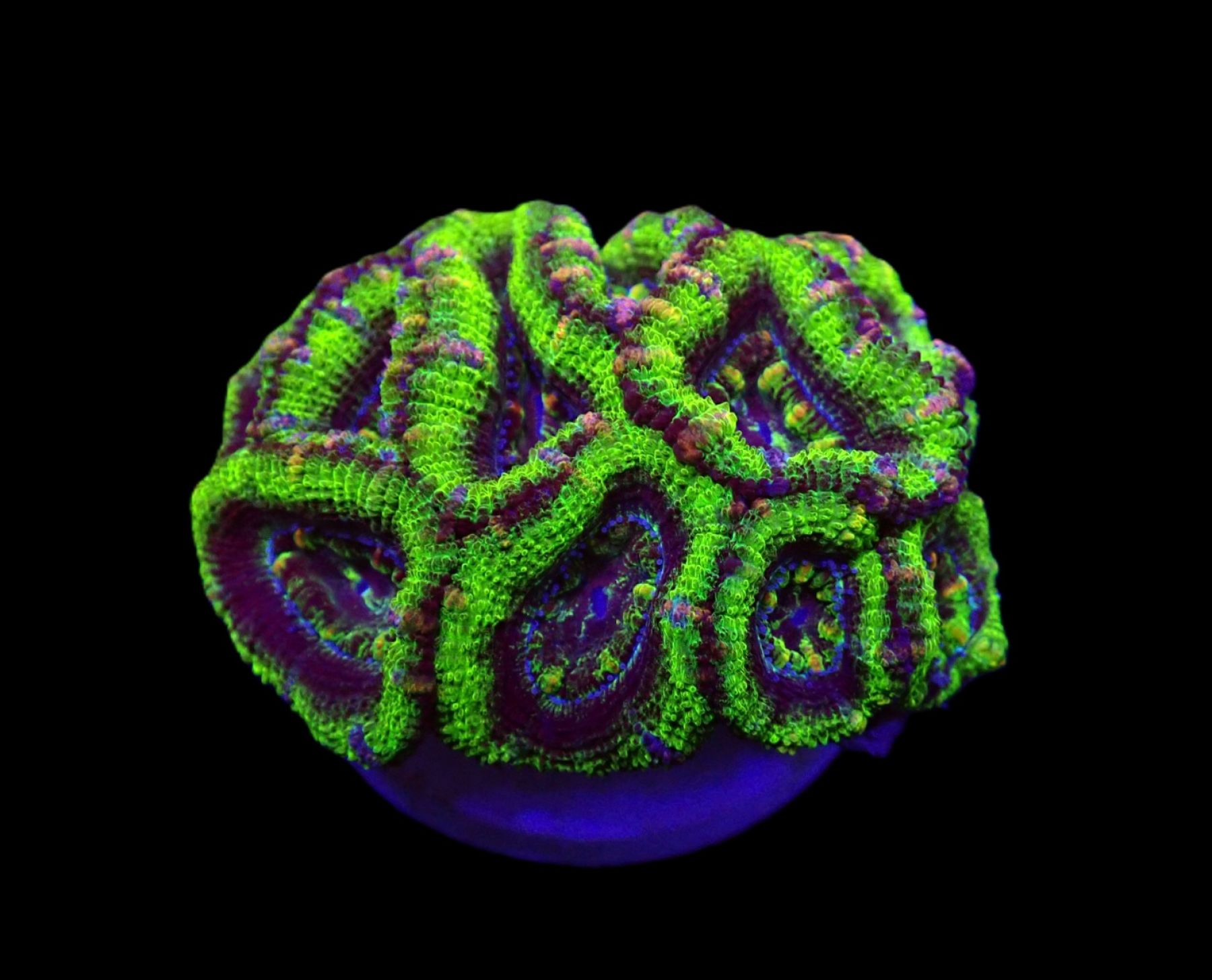 Acanthastrea lordhowensis (Green) (Premium)